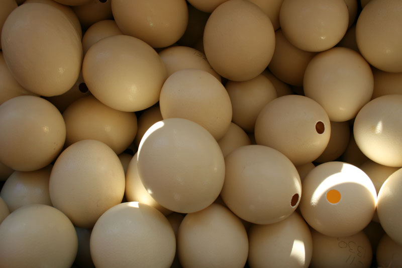 Osterich Eggs