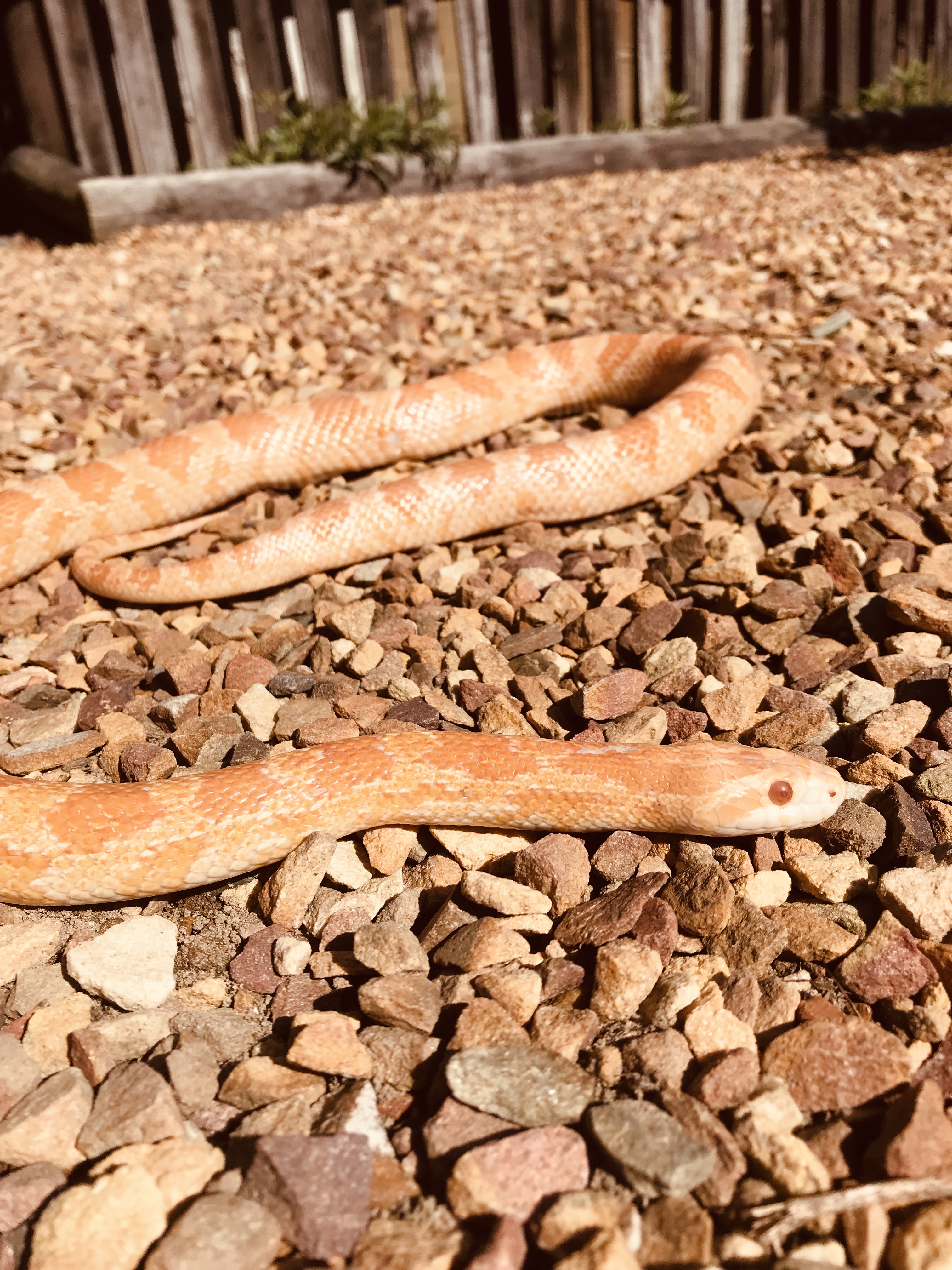 Corn Snake