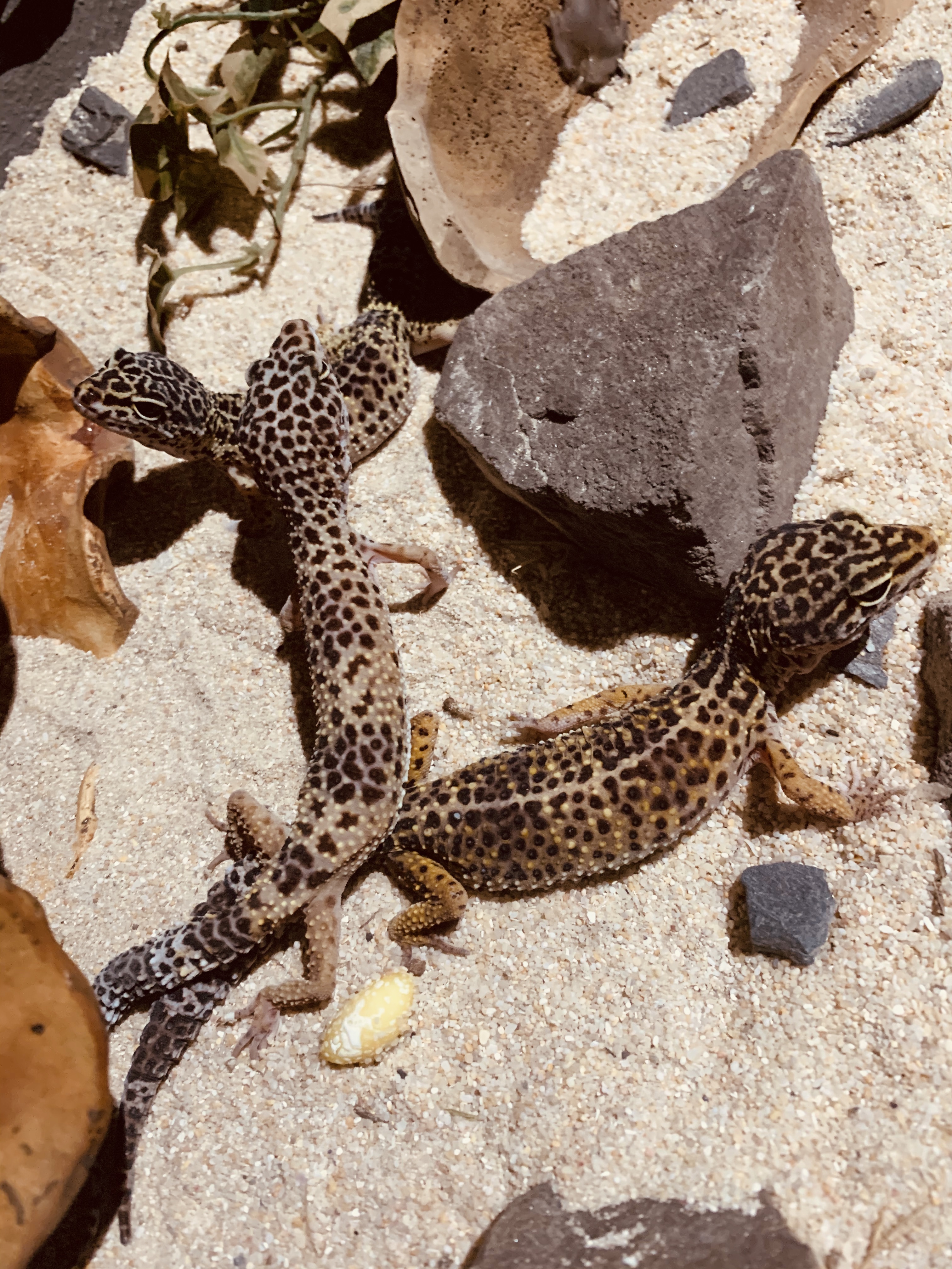 Rock Geko