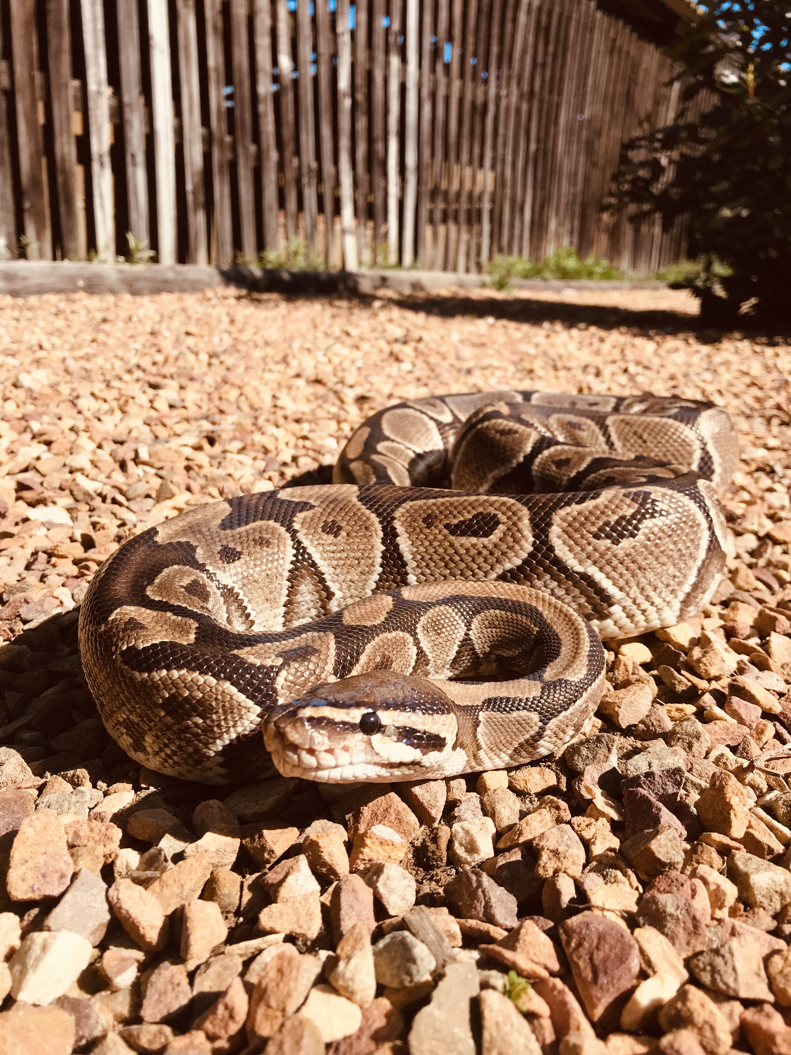 Rock Python